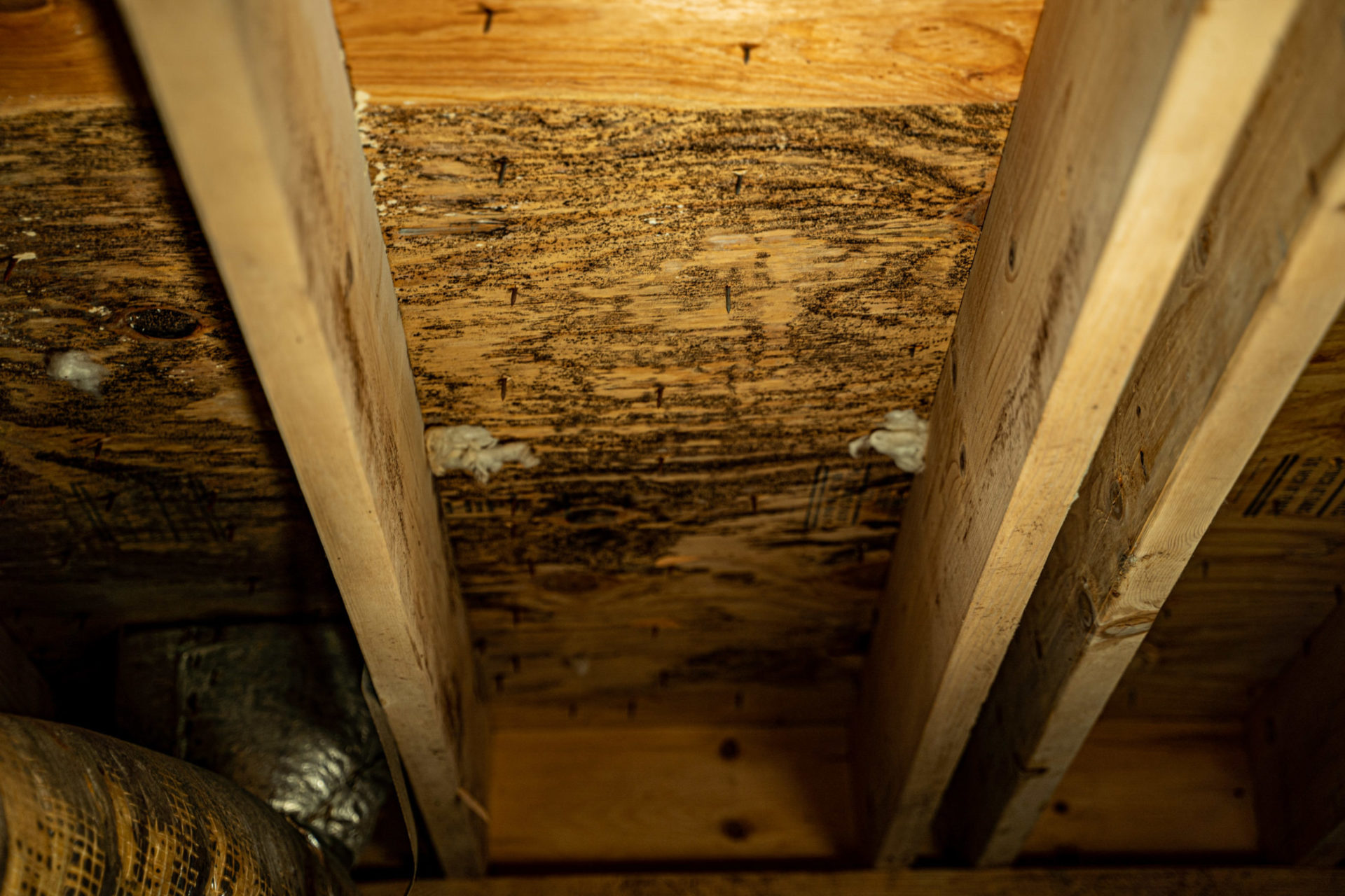 mold on wood in crawl space